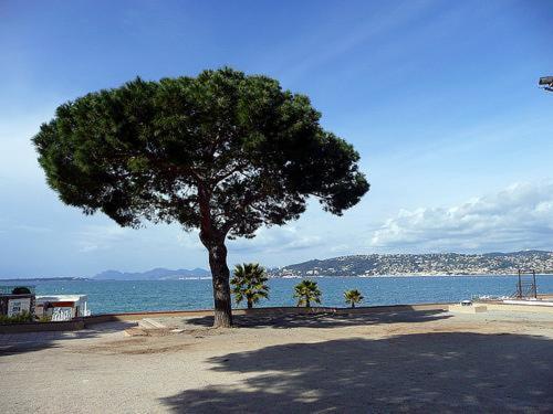 Appartement De Charme Coeur De Juan & Plages Antibes Eksteriør billede